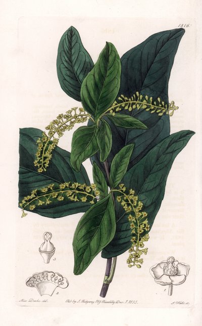 Coccoloba variété, originaire des Antilles - Gravure de S. Watts, d