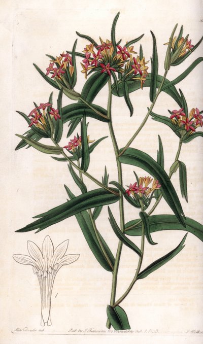 Collomia neon - Sydenham Teast Edwards