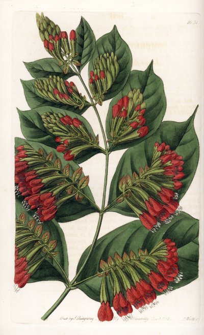 Combretum variété, Graphips à fleurs rouges - Sydenham Teast Edwards