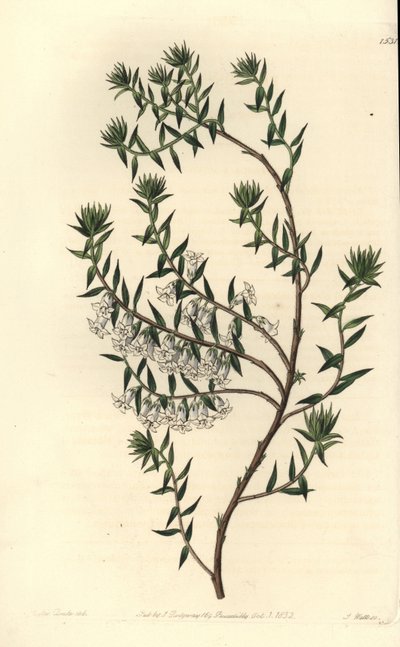 Bruyère commune - Sydenham Teast Edwards