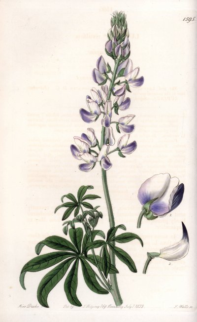 Lupin des rivières - Gravure de S. Watts, d
