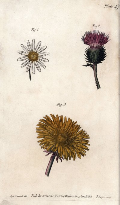 Fleurs composites : prépacket, chardon des ânes (ou faux acanthe onopordum) et pissenlit - Sydenham Teast Edwards