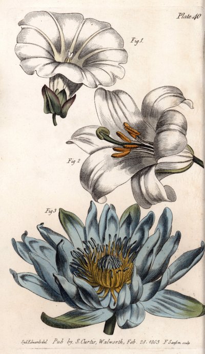 Corolle : bord de champ (fleur à un seul pétale), lys (hexapétale) et lys (polypétale) - Sydenham Teast Edwards