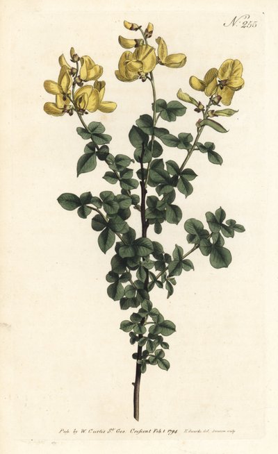 Cytisophyllum sessilifolium (Cytisus sessilifolius) - Sydenham Teast Edwards