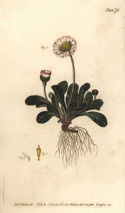Pâquerette - Sydenham Teast Edwards