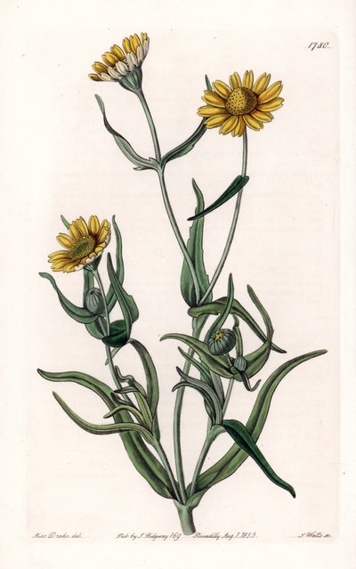 Marguerite variété "or", endémique de Californie - Gravure par S. Watts d