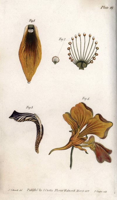 Description détaillée de la tige et de la couronne de la fritillaire. Gravure sur cuivre coloriée, illustration de Sydenham Edwards (1768-1819) pour les conférences de botanique, jardin botanique de Lambeth (Angleterre) - Sydenham Teast Edwards