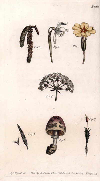 Différents calices : primevère, perce-neige, noisette, cike, herbe, champignon et mousse. Gravure sur cuivre coloriée, illustration de Sydenham Edwards (1768-1819) pour les conférences de botanique, jardin botanique de Lambeth (Angleterre) - Sydenham Teast Edwards