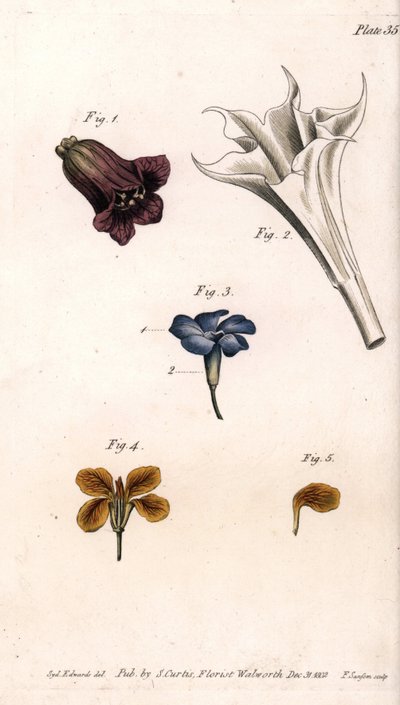 Différentes corolles : la belladone, la stramoine datura, la grande pervenche et la giroflée des murs (illustration de Sydenham Edwards) - Sydenham Teast Edwards