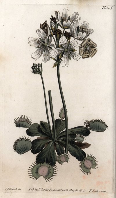 Dionée attrape-mouche (illustration de Sydenham Edwards) - Sydenham Teast Edwards