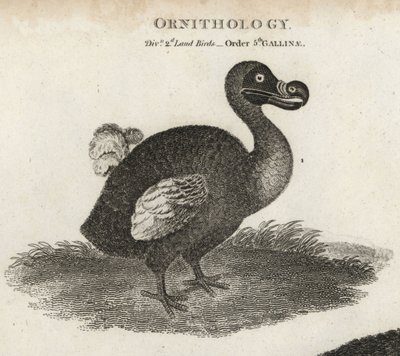 Dodo, Raphus cucullatus, oiseau éteint incapable de voler. Gravure sur cuivre par T. Milton d