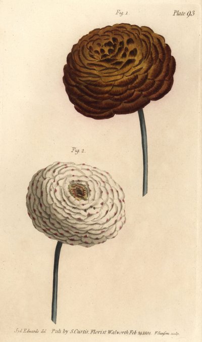 Variétés de renoncule double, renoncule persane - Sydenham Teast Edwards
