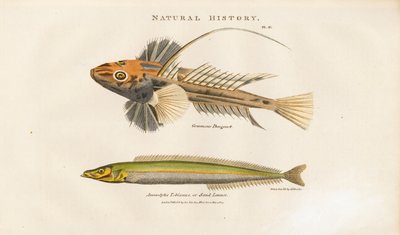 Dragonet et Sand Lance - Sydenham Teast Edwards