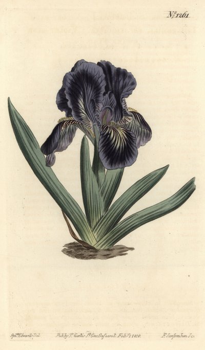 Iris nain - Iris x binata (Iris nain violet-bleu, Iris pumila var. violacea). Gravure à la main par F. Sansom Jr. d