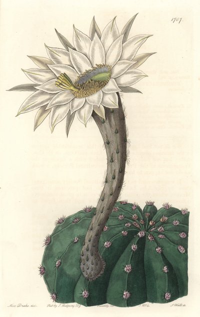 Echinocactus eyriesii, cactus en fleur, originaire du Mexique (illustration de Sarah Anne Drake) - Sydenham Teast Edwards