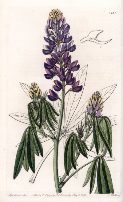 Lupin élégant ou Lupin du Mexique - Sydenham Teast Edwards