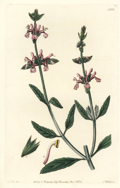 Épiary - Stachys albicaulis - Sydenham Teast Edwards