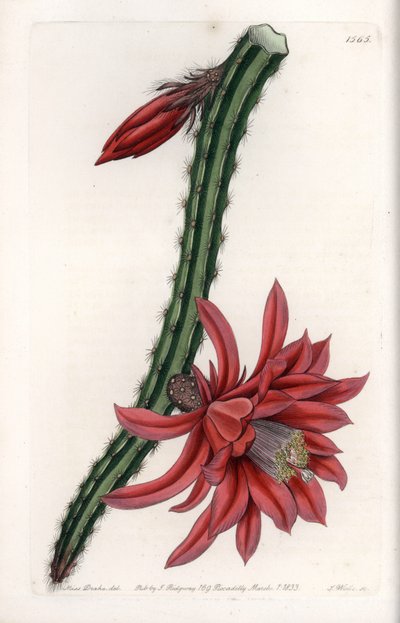 Cactier grimpant - Sydenham Teast Edwards