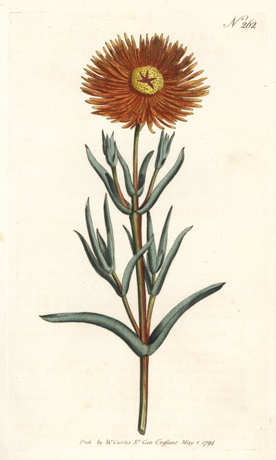 Souci figuier - Sydenham Teast Edwards