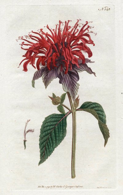 Monarde fistuleuse - Sydenham Teast Edwards