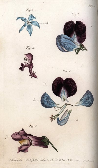 Floraison de bourrache officinale et pois (légumineuses). Gravure sur cuivre coloriée, illustration de Sydenham Edwards (1768-1819) pour les conférences de botanique, jardin botanique de Lambeth (Angleterre) - Sydenham Teast Edwards