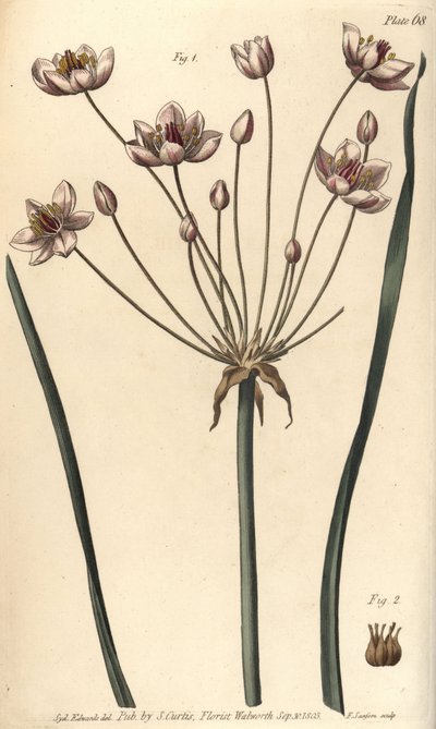 Butome en ombelle, Butomus umbellatus, Hexagynia, fleur hermaphrodite 1 et pistils 2 - Sydenham Teast Edwards