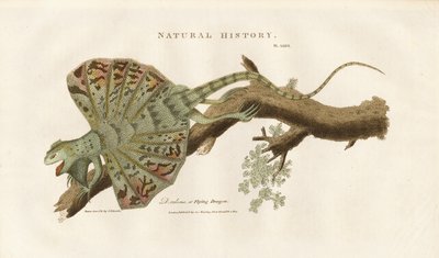 Dragon volant sur une branche - Sydenham Teast Edwards