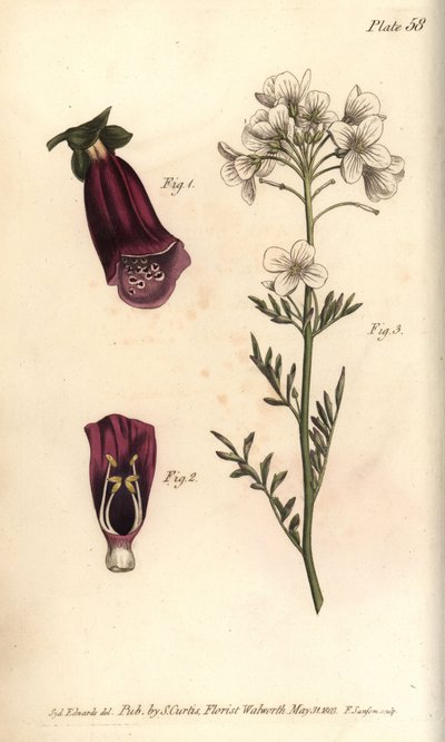 Digitale pourpre, Digitalis purpurea, Didynamia - Sydenham Teast Edwards