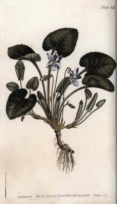 Violette odorante - Sydenham Teast Edwards