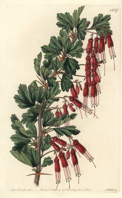 Fuchsia de Californie (illustration de Sarah Drake, gravure de S. Watts) - Sydenham Teast Edwards