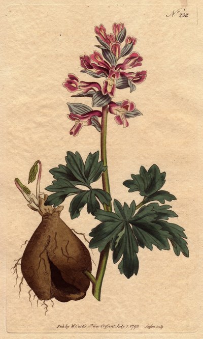 Fumeterre à racine creuse, avec fleurs pourpres poudreuses, originaire d