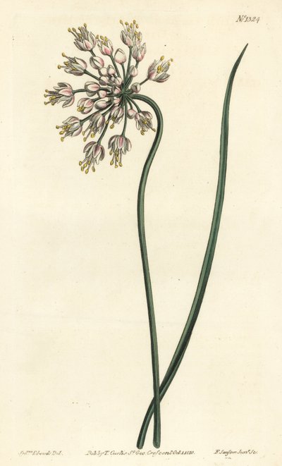 Ail penché - Ail penché, poireau de dame ou ail à ombelle inclinée, Allium cernuum. Gravure à la main par F. Sansom Jr. d