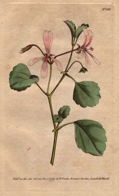 Géranium à feuilles d