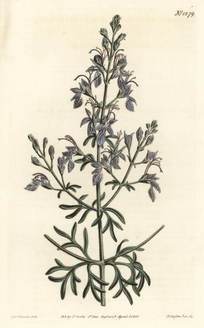 Germandrée d