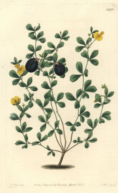 Gompholobium épais - Sydenham Teast Edwards