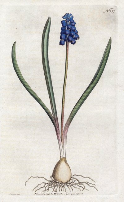 Muscari - Lithographie de Sydenham Edwards, planche du Botanical Magazine de William Curtis - Sydenham Teast Edwards