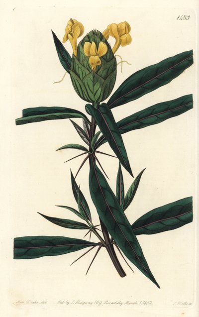 Barleria à fleurs de houblon - Sydenham Teast Edwards