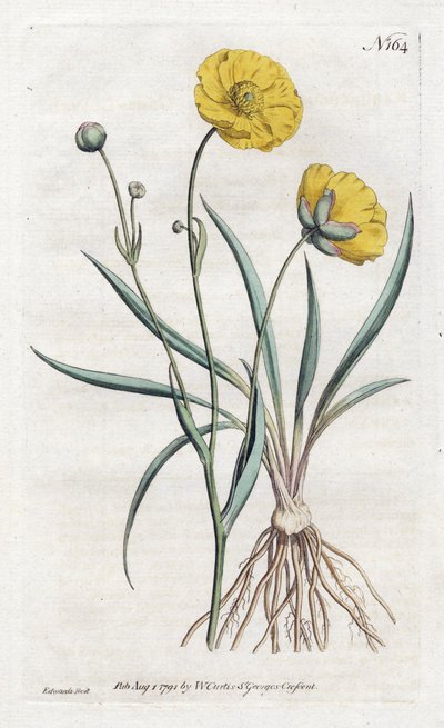 Renoncule à feuilles de graminée (lithographie de Sydenham Edwards, Botanical Magazine de William Curtis) - Sydenham Teast Edwards