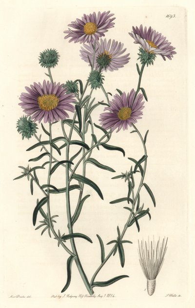 Aster gris, originaire de Californie - du Botanical Register - Sydenham Teast Edwards