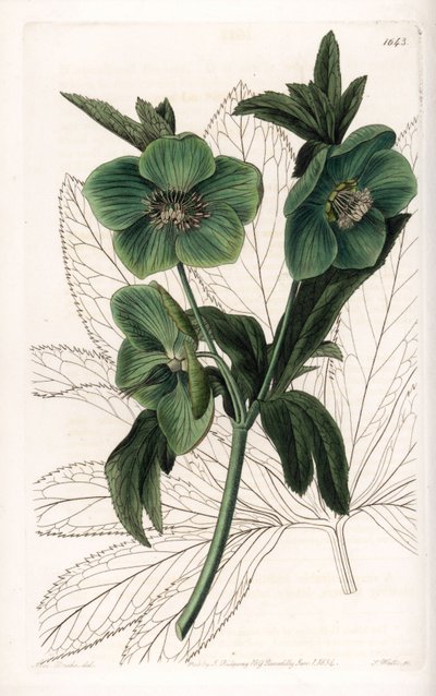 Hellébore à fleurs vertes variété - Sydenham Teast Edwards