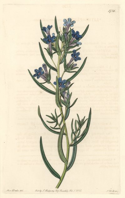 Gremil à feuilles de romarin, originaire de Sicile - du Botanical Register - Sydenham Teast Edwards