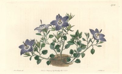 Campanule à feuilles velues, originaire d