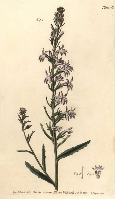 Lobélie de bruyère - Sydenham Teast Edwards
