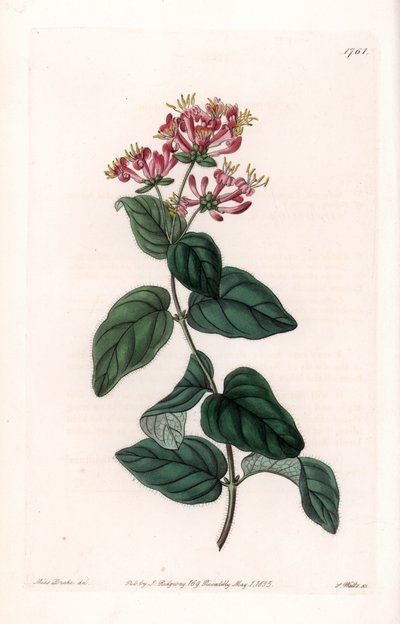 Herb variete - du Botanical Register de Sydenham Edwards - Sydenham Teast Edwards