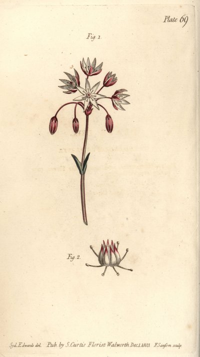 Fleur hermaphrodite à sept pistils, Heptagynia, Septas capensis - Sydenham Teast Edwards