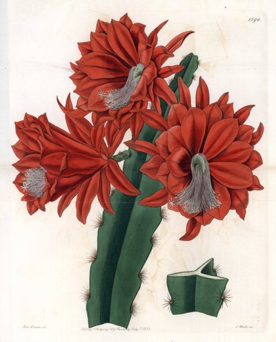 Disocactus hybride (cactus orchidée) - Sydenham Teast Edwards