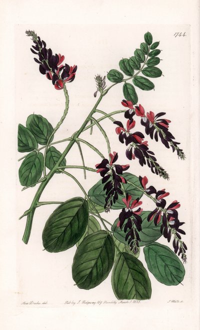 Indigofera Variete - Gravure par S.Watts, d