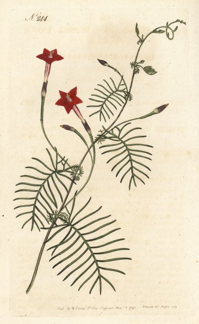 Ipomée quamoclit ou ipomée à feuille rouge - Ipomoea quamoclit - Sydenham Teast Edwards