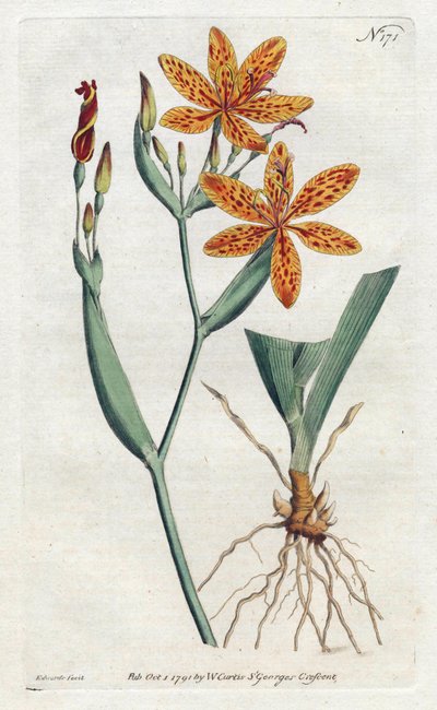 Iris léopard ou lys tigré (lithographie de Sydenham Edwards, Botanical Magazine de William Curtis) - Sydenham Teast Edwards