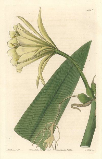 Ismene, Narcisse ou Jonquille du Pérou - Eau-forte par S. Watts d
